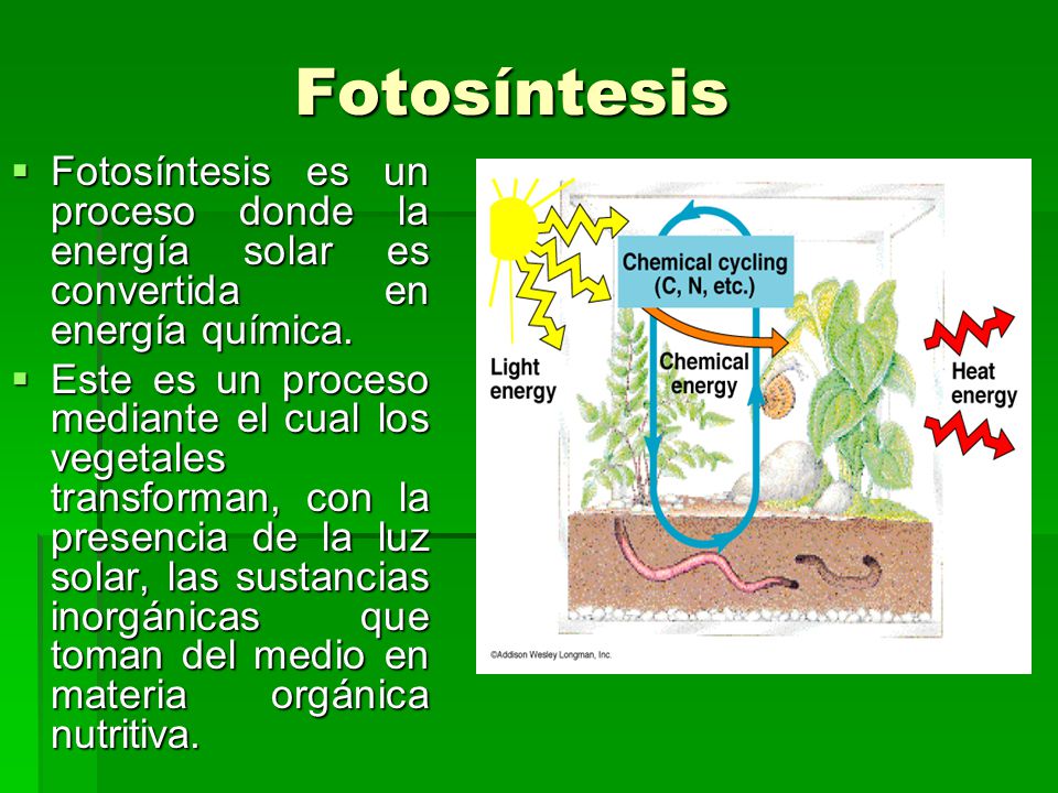 grasa convertida en energía grasa convertida en energía